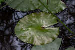 American waterlily